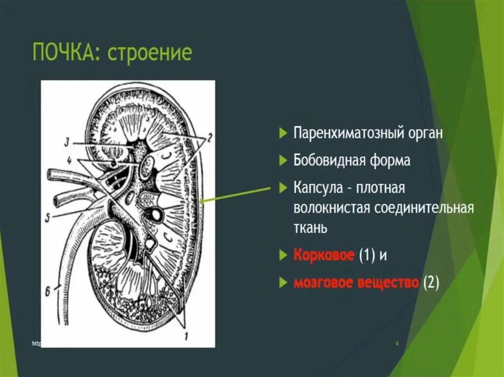 Расскажите о строении почки