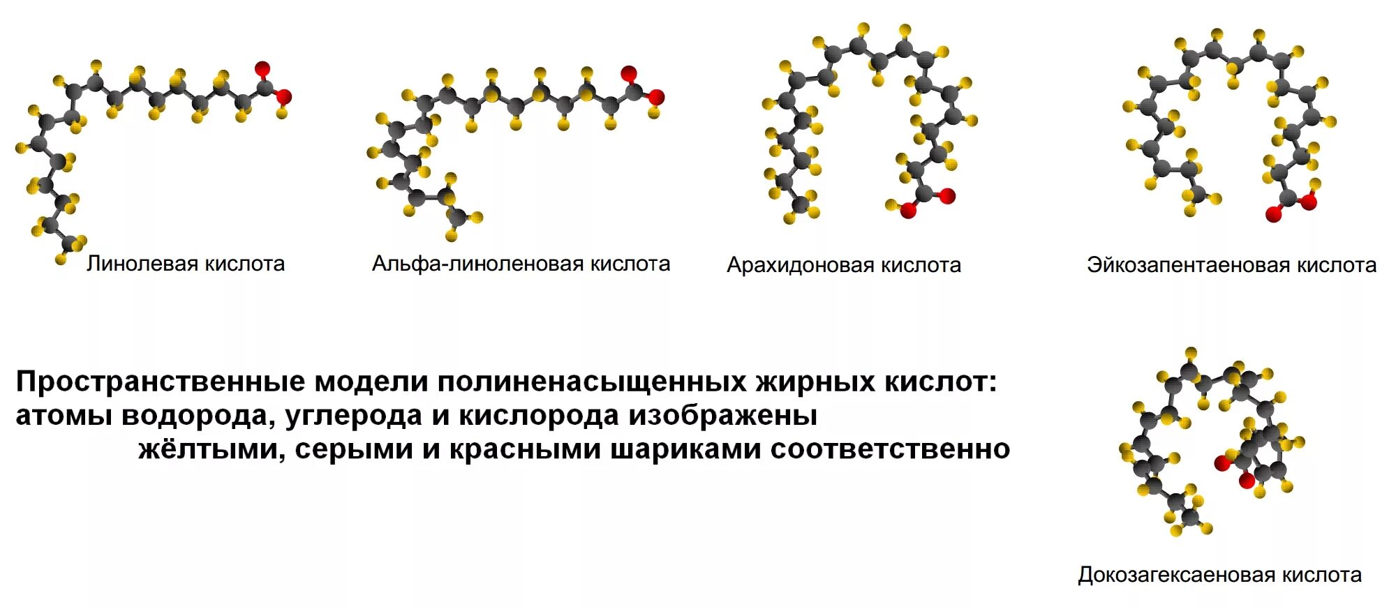 Линолевая и линоленовая кислоты. Линолевая и линоленовая кислота формула. Полиненасыщенные жирные кислоты формулы. Линоленовая кислота формула. Альфа линолевая кислота