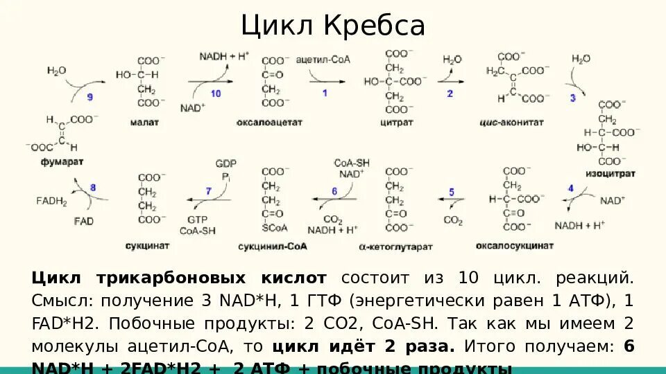 Синтез атф цикл кребса. Цикл трикарбоновых кислот цикл Кребса АТФ. Цикл Кребса 8 реакций. Цикл трикарбоновых кислот цикл Кребса 10 класс. Цикл трикарбоновых кислот цикл Кребса рис 39.