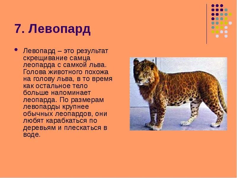 Левопард гибрид. Сообщение о гибриде. Сообщение о гибриде животных. Лев скрещенный с леопардом. Описать гибридов