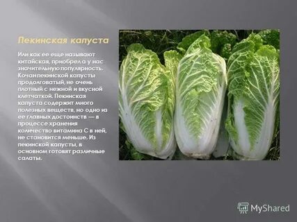 Почему пекинская капуста