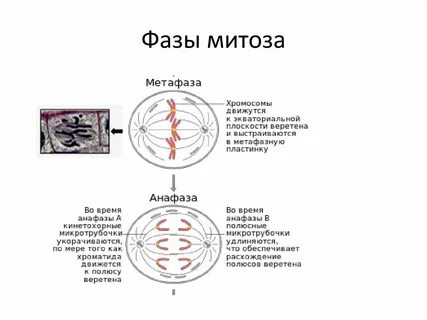 По каким признакам можно узнать телофазу митоза