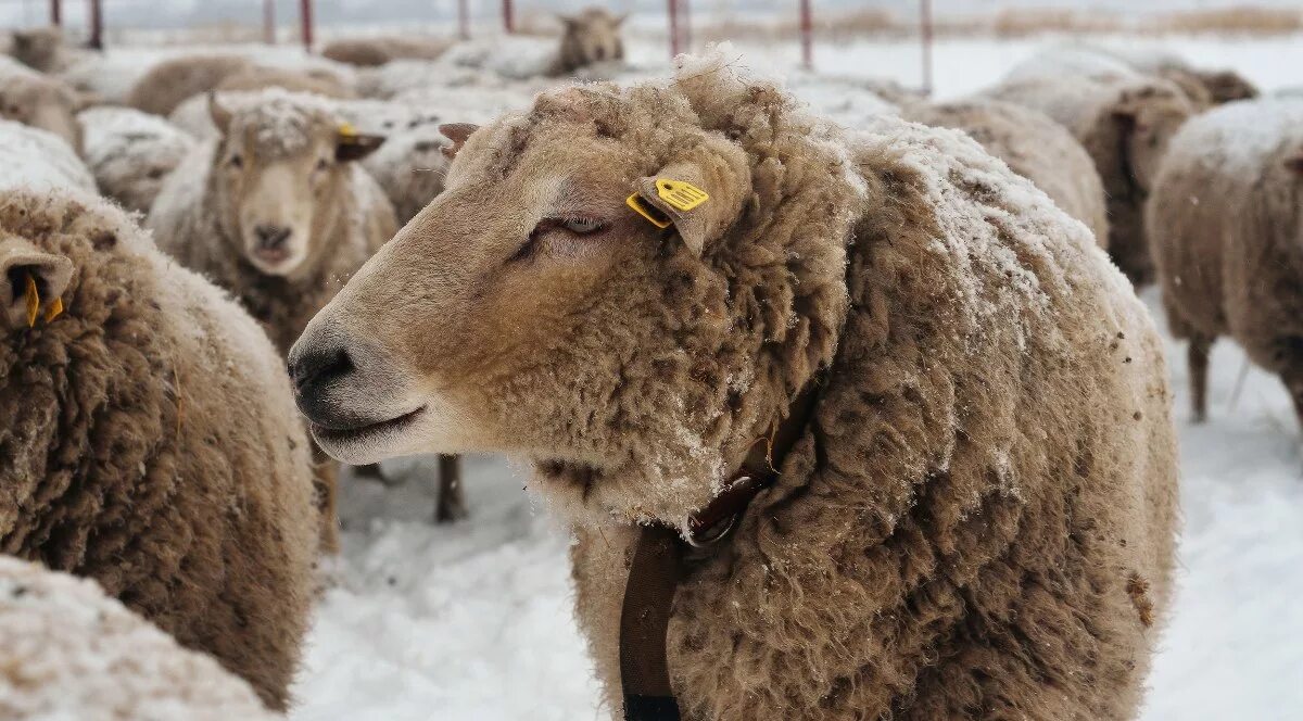 Откорм ягнят. Мясошерстная порода овец. Советский меринос порода овец. Овцеводство мясошерстного. Овцы зимой.