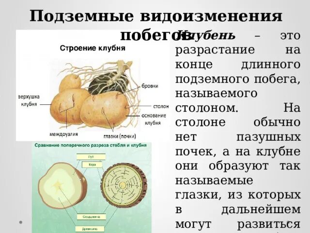 Видоизменения побегов клубень. Столон подземный побег. Видоизменения почек. Видоизменения побегов 6 класс биология презентация.