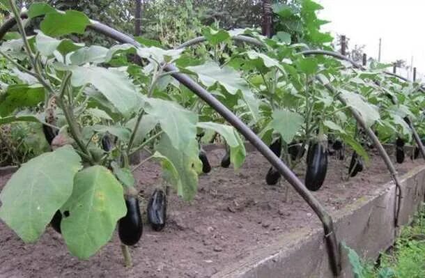 Cómo cultivar berenjenas en macetas Frutales en maceta, Arboles frutales en mace