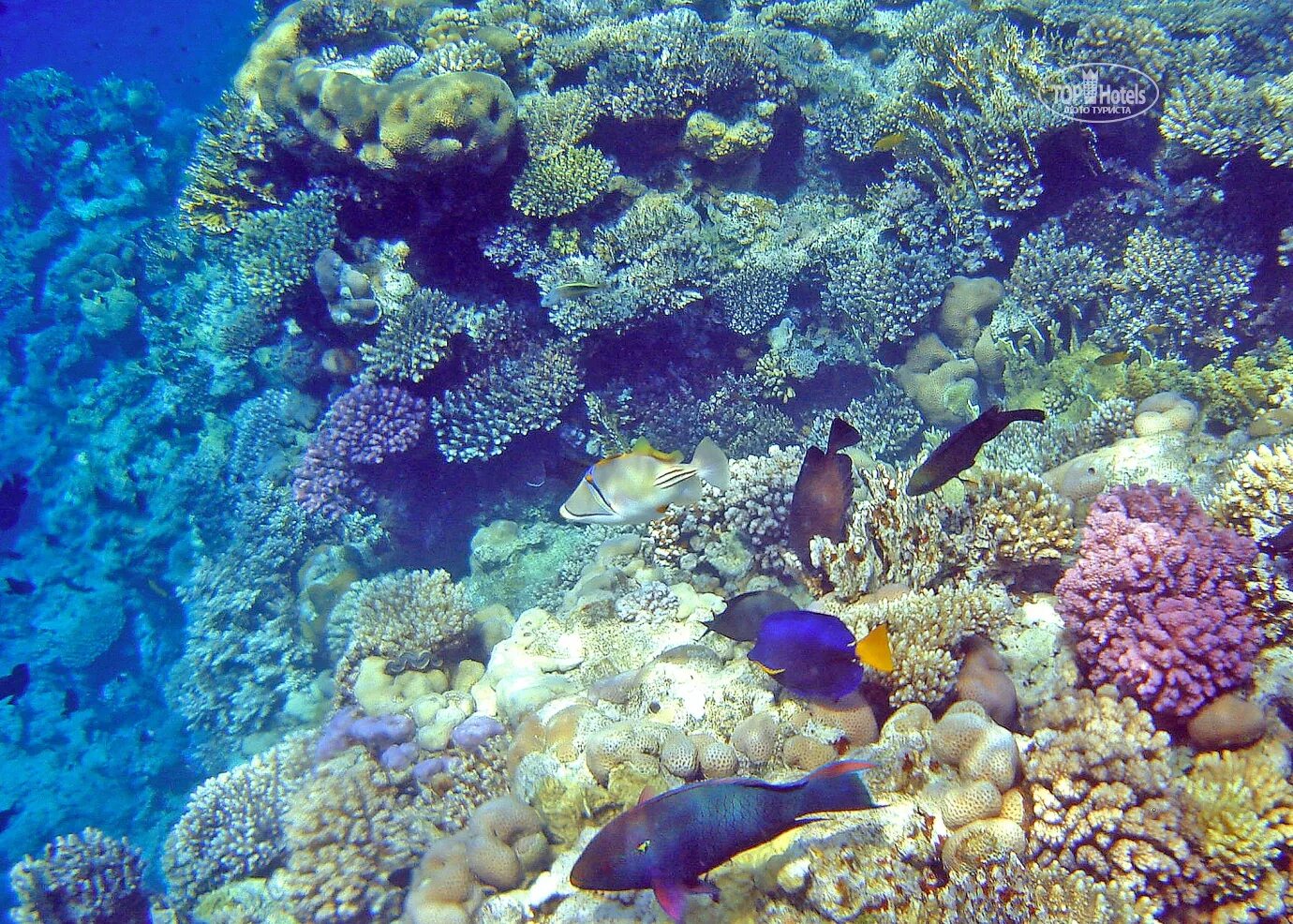 El coral. Шармаль Шейх море. Шарм Эль Шейх пляжи с рифами. Коралловый пляж Шарм-Эль-Шейх. Коралловый пляж шармаль Шейх.