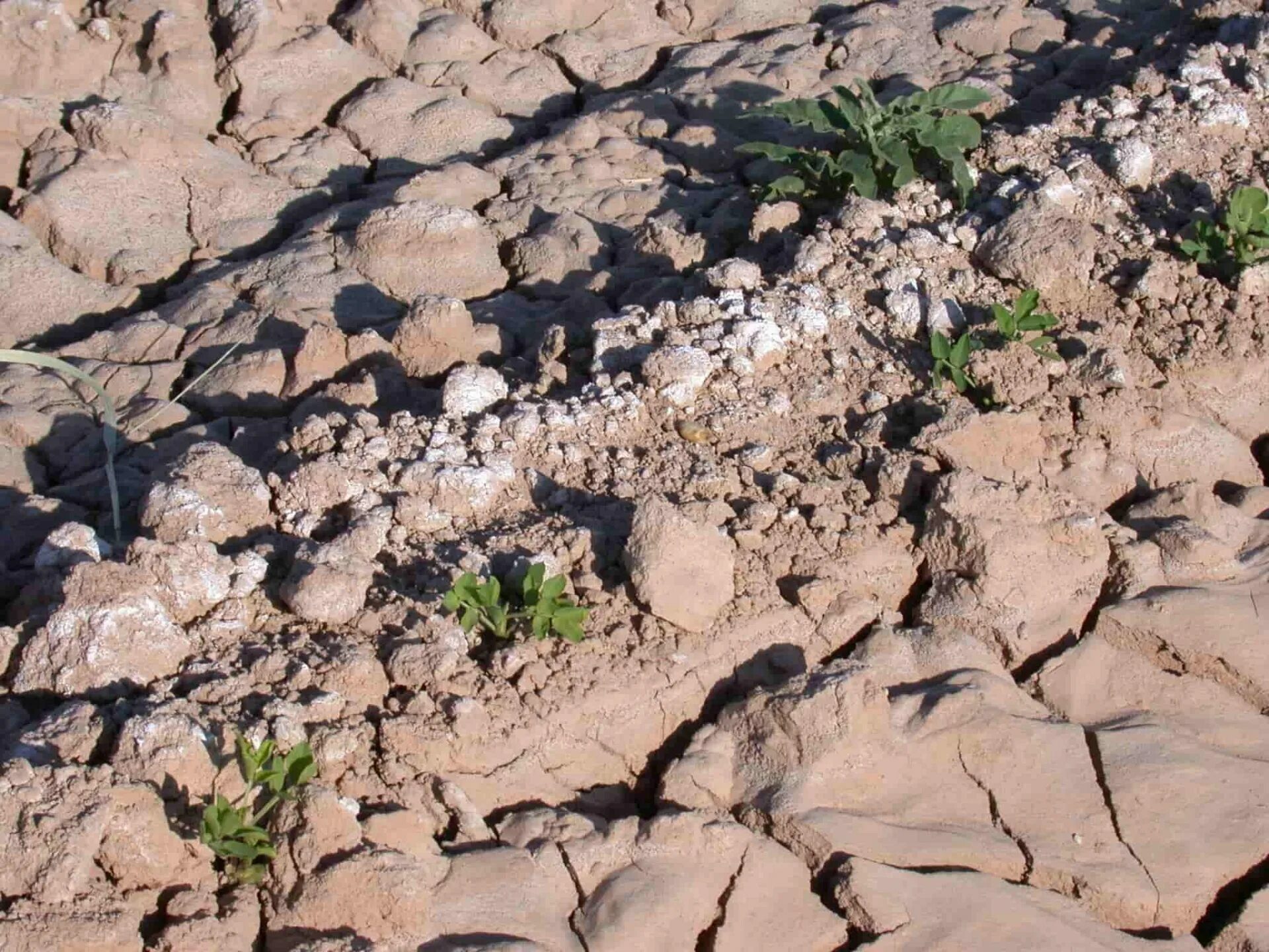 Засоление и эрозия. Soil salinity. засоление почв. вторичное засоление почв. капельная эрозия почв.