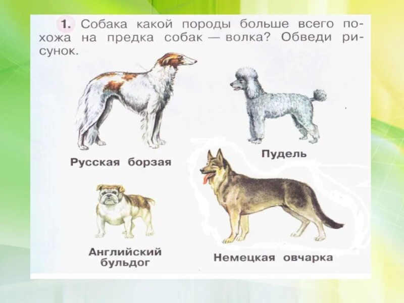 Кошки и собаки 2 класс. Собака в окружающем мире. Презентация про собаку 1 класс. Породы собак 1 класс. Окружающий мир 1 класс породы собак.