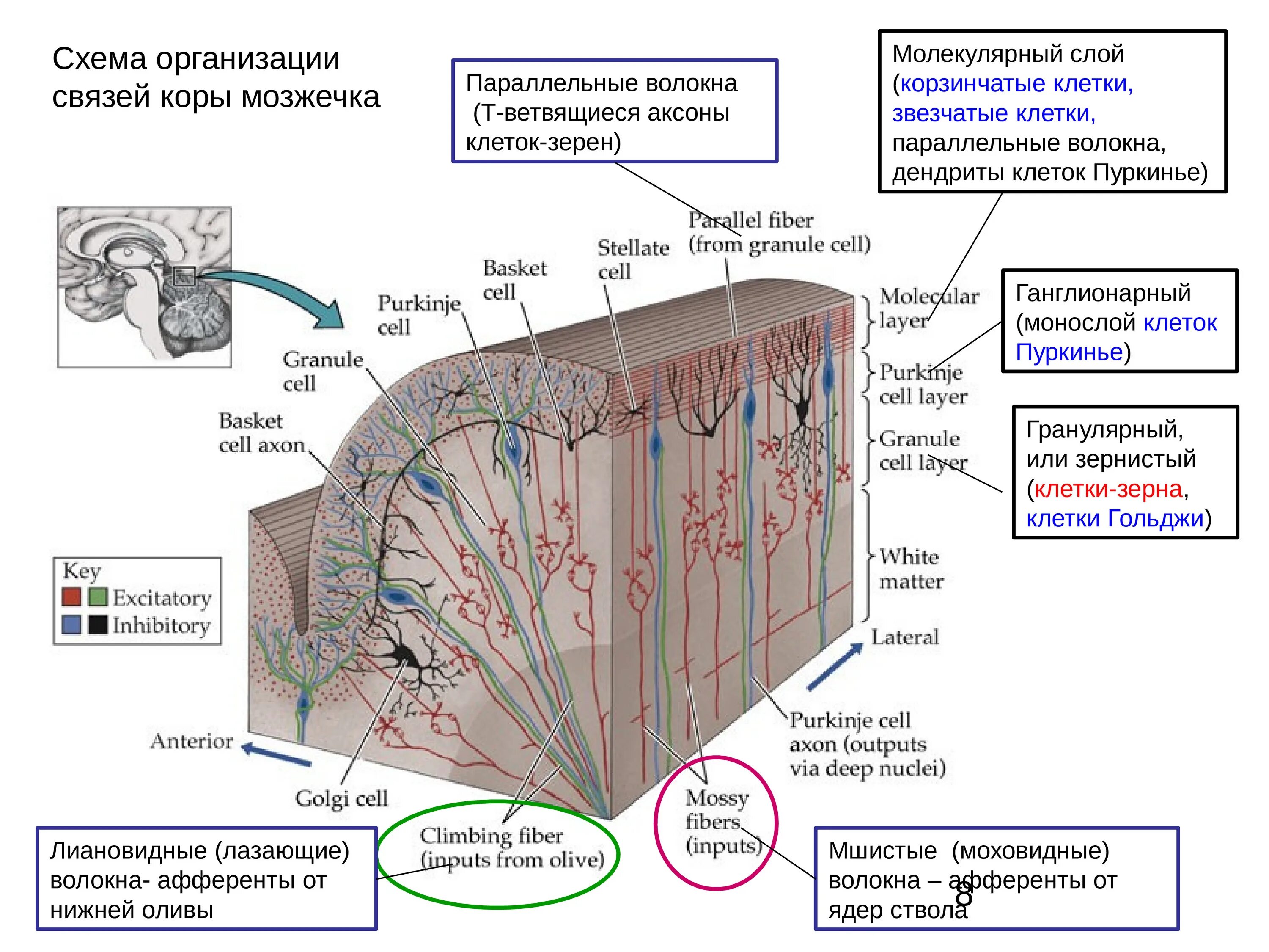 Мозжечок волокна. Строение коры мозжечка. Клетки коры мозжечка гистология. Строение мозжечка гистология. Молекулярный слой коры мозжечка.