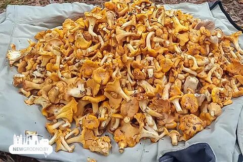 Грибные точки