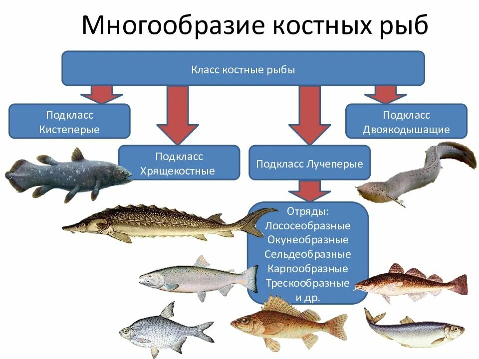 Чем отличаются классы рыб. Систематика класса костные рыбы. Класс костные рыбы подкласс хрящекостные. Классификация костных рыб. Семейства костных рыб таблица.