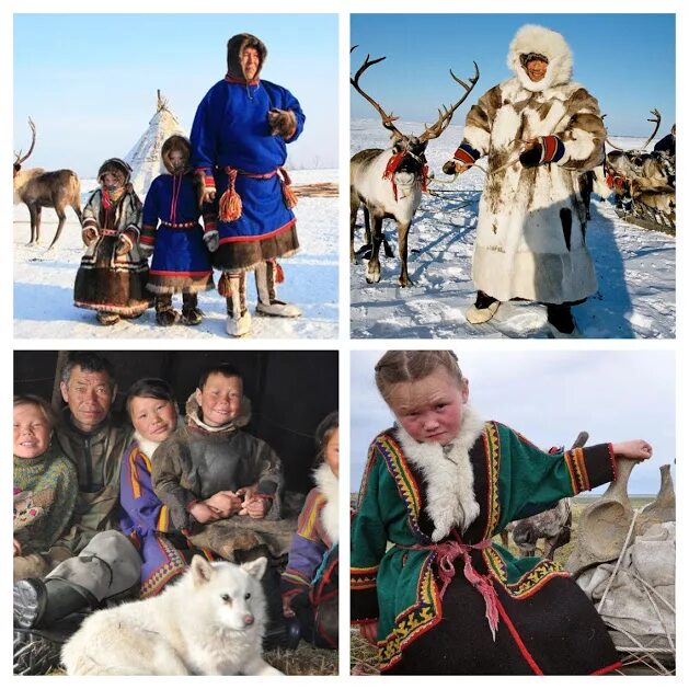 Народы севера ненцы. Ненцы семья группа. Ненцы европейского севера. Народы Сибири ненцы.