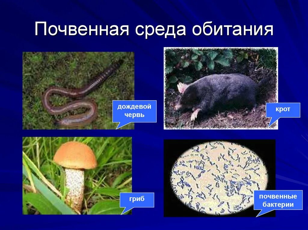 Организм обитающий на определенной территории. Почвенная среда обитания. починная среда обитания. почвенная среда обитания примеры. организмы почвенной среды обитания.