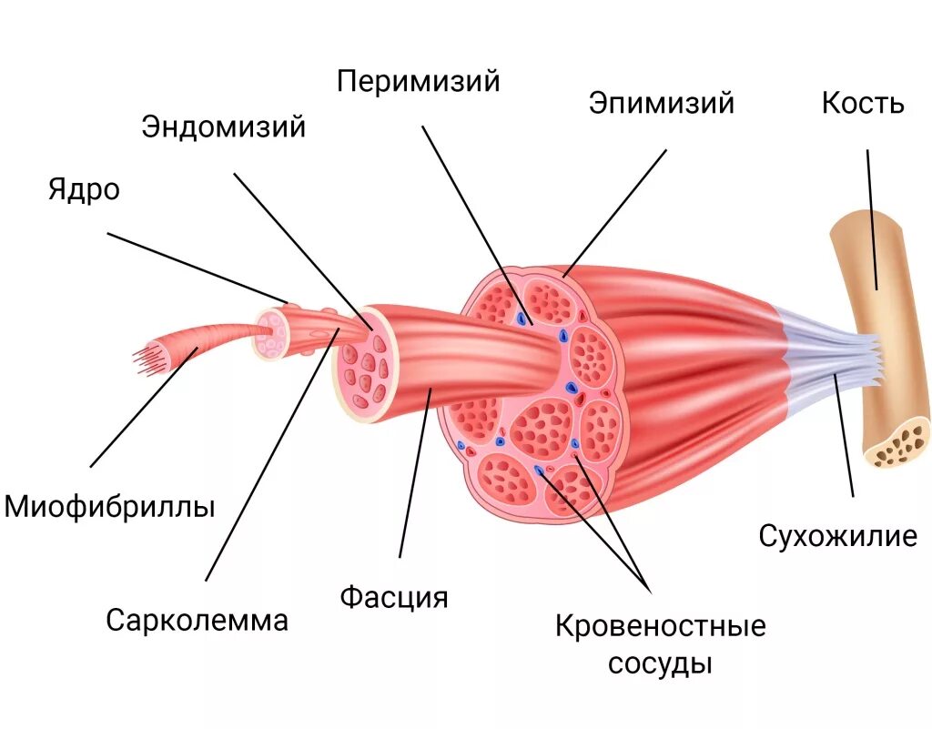 Строение скелетной мышцы схема. Строение скелетной мышцы рисунок. Внутренне строение скелетной мышцы. Строение скелетных мышц животных анатомия.