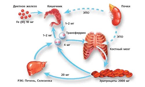 Эндогенный эритропоэтин