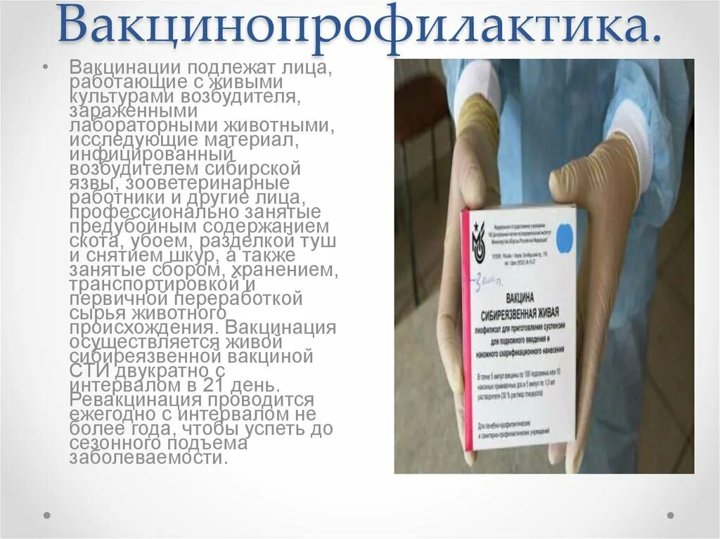 Вакцина 55 против сибирской язвы. Сибирская язва вакцинация. Прививка от сибирской язвы. Вакцина сибиреязвенная Живая. Сибирская язва прививки.