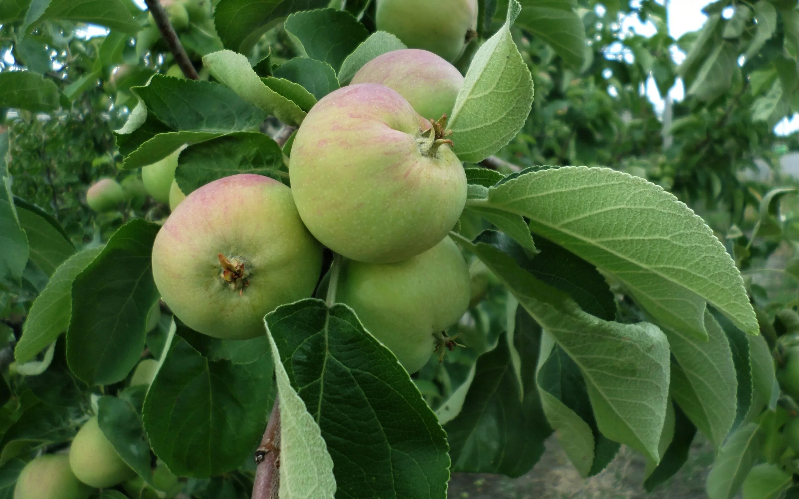Вид яблони домашней. Плод яблони. Яблоня домашняя плоды. Созревание плодов яблони. Ветка яблони с яблоками.