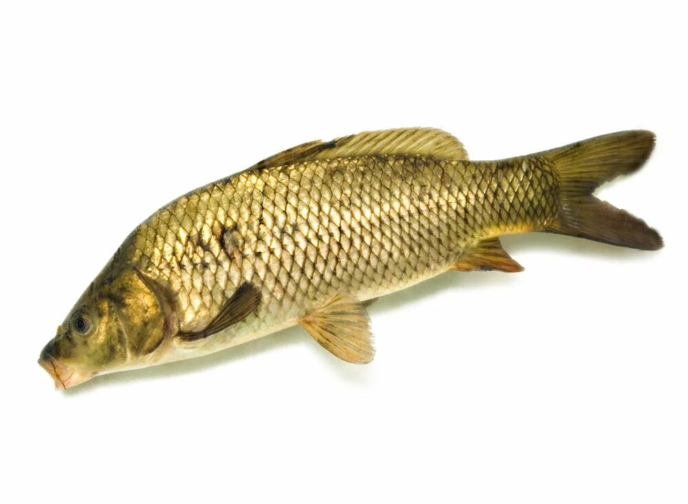 Рыба сазан отзывы. Сазан 25 кг фото. Сазан (= карп обыкновенный) – cyprinus carpio. Сазан 5 кг. Сазан игрушка антистрессовая.