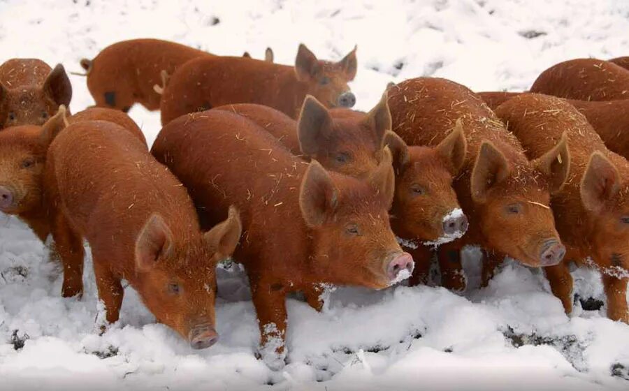 свиньи рыжего цвета. дюрок поросята оранжевая. темворс порода. свиньи рыжего цвета. свиньи рыжего цвета.