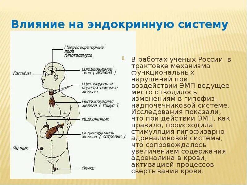 Эндокринные нарушения организма. Влияние на эндокринную систему. Влияние эндокринной системы на организм. Как алкоголь влияет на эндокринную систему.