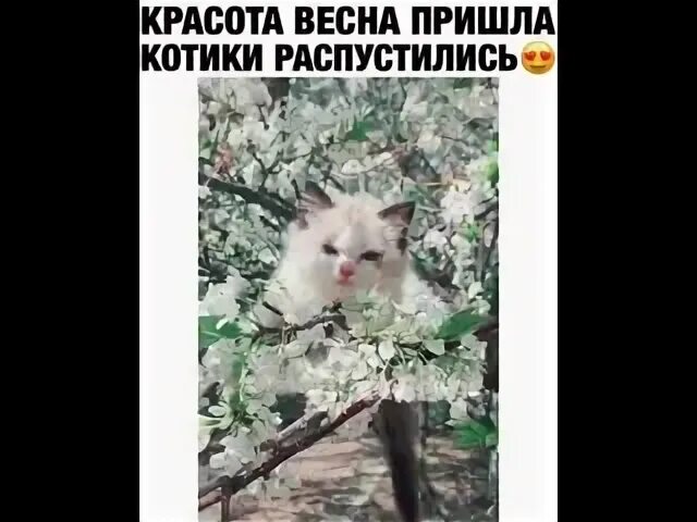 Котики распустились. Коты расцвели. Коты распустились картинки.