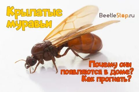Крылатые муравьи как избавиться