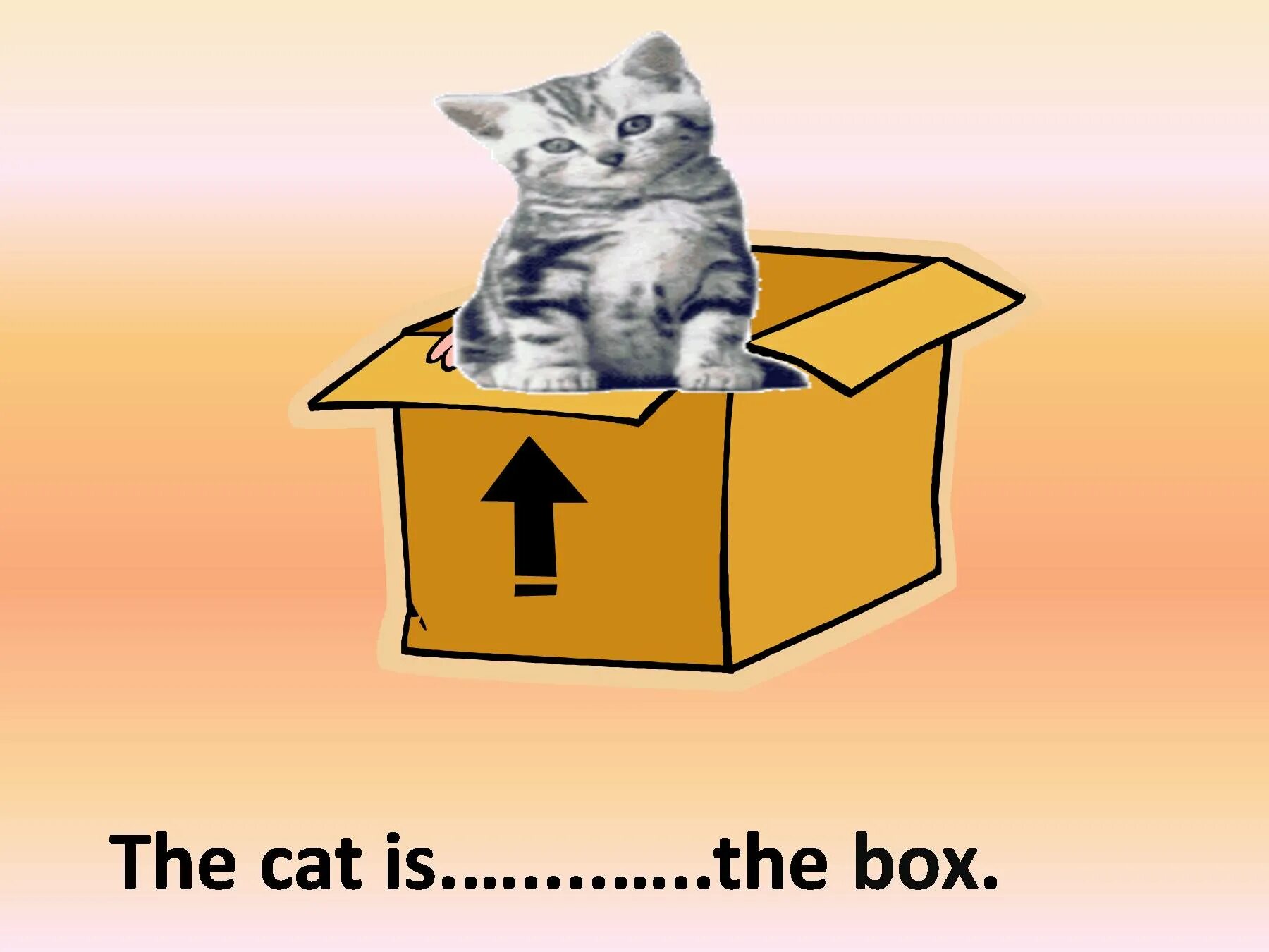 He takes the box. Prepositions of place предлоги места. Предлог in. The Cat is in the Box. Английские предлоги места в картинках.