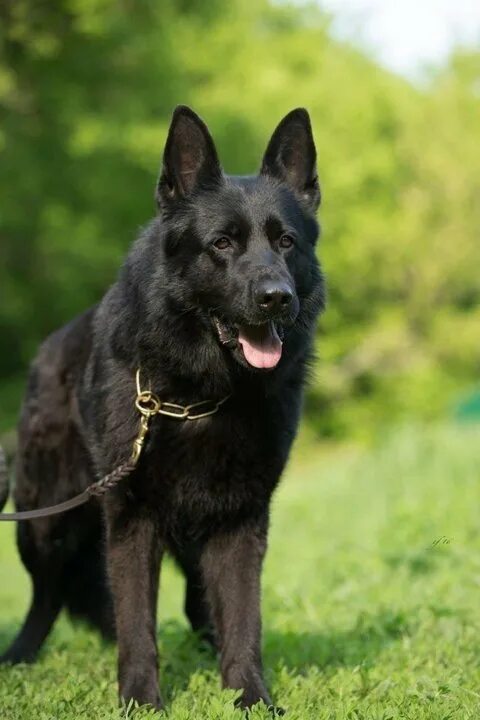 Как выглядит немецкая овчарка черная Black German Shepherd. No one wants to see this at your front door :) German she
