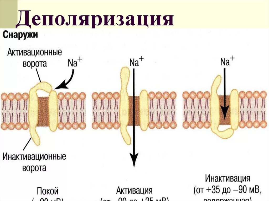 Поляризация и деполяризация мембраны клетки. Деполяризация клеточной мембраны. Деполяризация мембраны это.