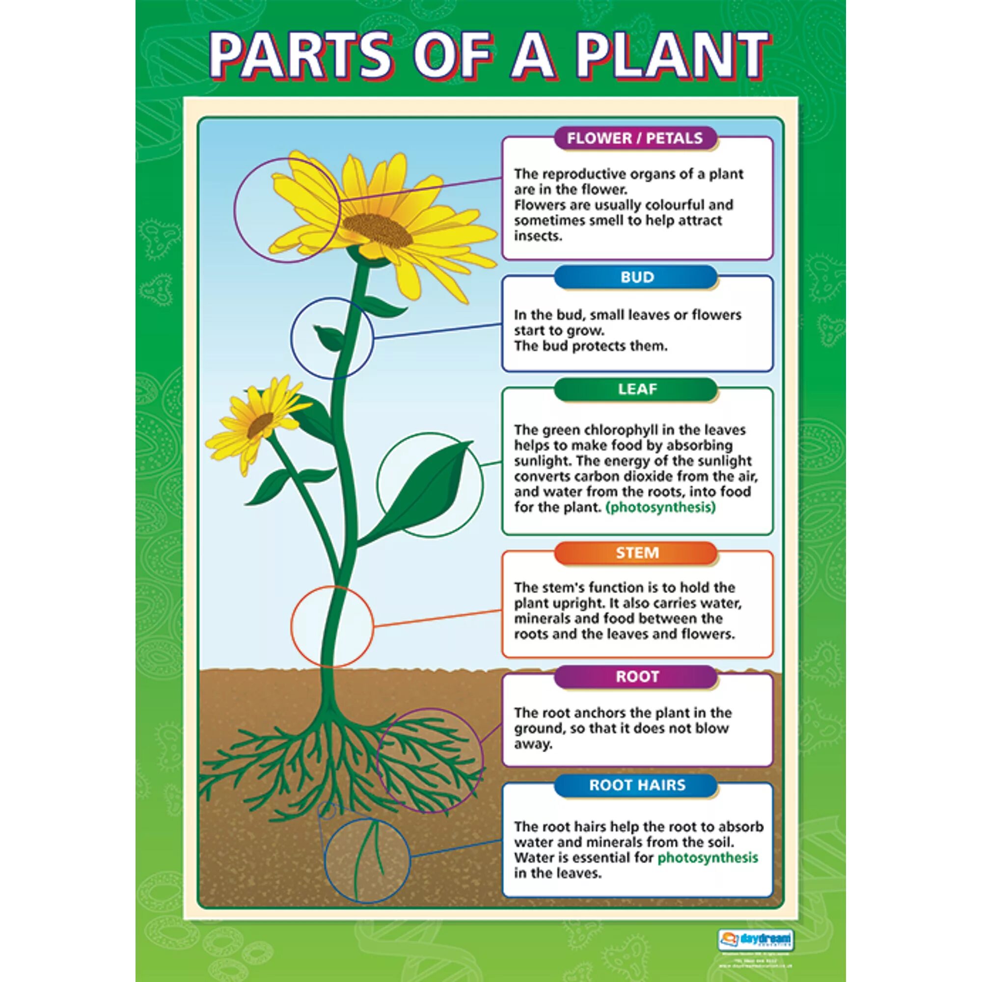 Растения. Плакат. Parts of a Plant. Parts of Plants for Kids. Plants растения Worksheets for Kids. Plants task