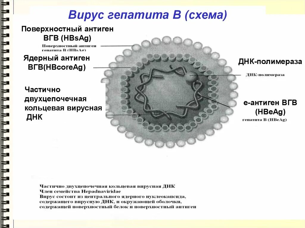 Интегративный гепатит. Структура и антигены вируса гепатита в. антигенная структура гепатита в. антигены вируса гепатита а. антигенная структура вируса гепатита в.