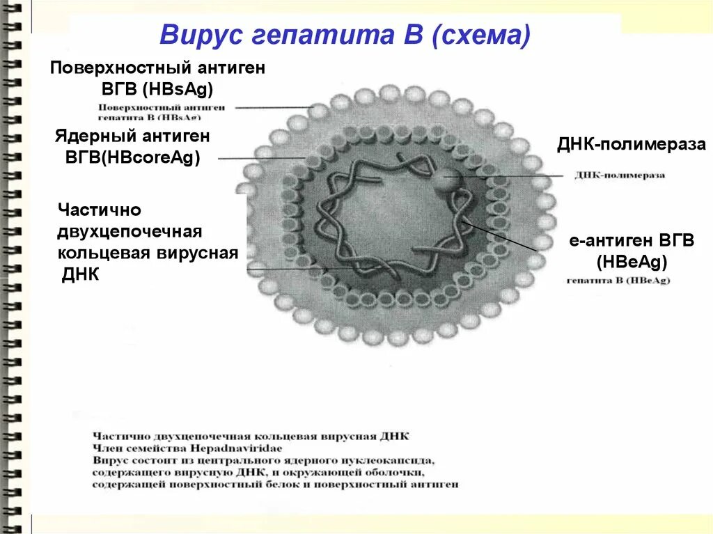 Вирус гепатита в. Структура вируса гепатита в. Антигены вируса гепатита с. Поверхностный антиген вируса гепатита в. Вирусный гепатит антиген