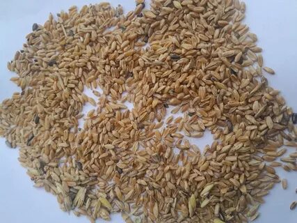 Қос ену порно онлайн орыс әйелдермен