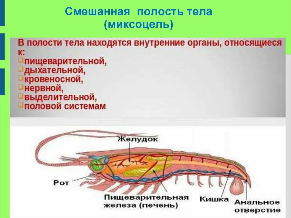Полости ракообразных. Миксоцель у членистоногих. смешанная полость тела у ракообразных. полость тела членистоногих заполнена. смешанная полость тела у членистоногих.