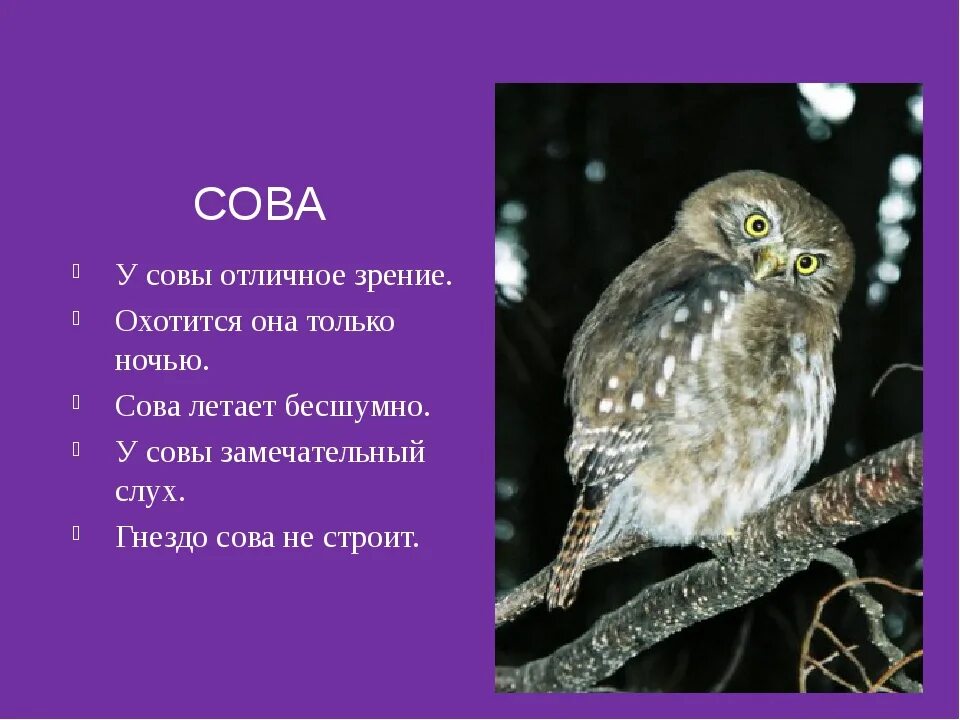 Рассказать про сову