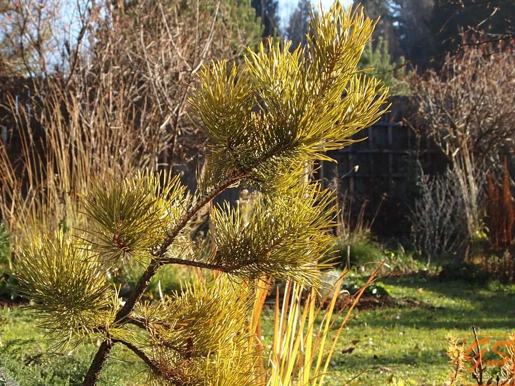 Сосна Pinus Sylvestris. Pinus Sylvestris Longmoor. Pinus Sylvestris Hibernia. Pinus Sylvestris 'Vargguld'. Сайт хвойной