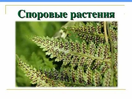 Половое поколение споровых растений называется