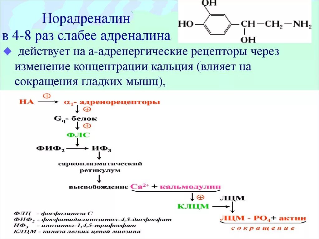 Адреналин какое действие. Гормон норадреналин механизм действия. Рецепторы адреналина биохимия. Регуляция синтеза норадреналина. Норадреналин механизм действия биохимия.