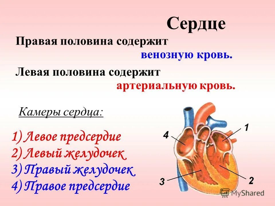 Правое предсердие содержит. Из сердца венозная кровь поступает в лёгкие. Правое предсердие сердца анатомия. Гребенчатые мышцы сердца анатомия. Правое предсердие содержит.