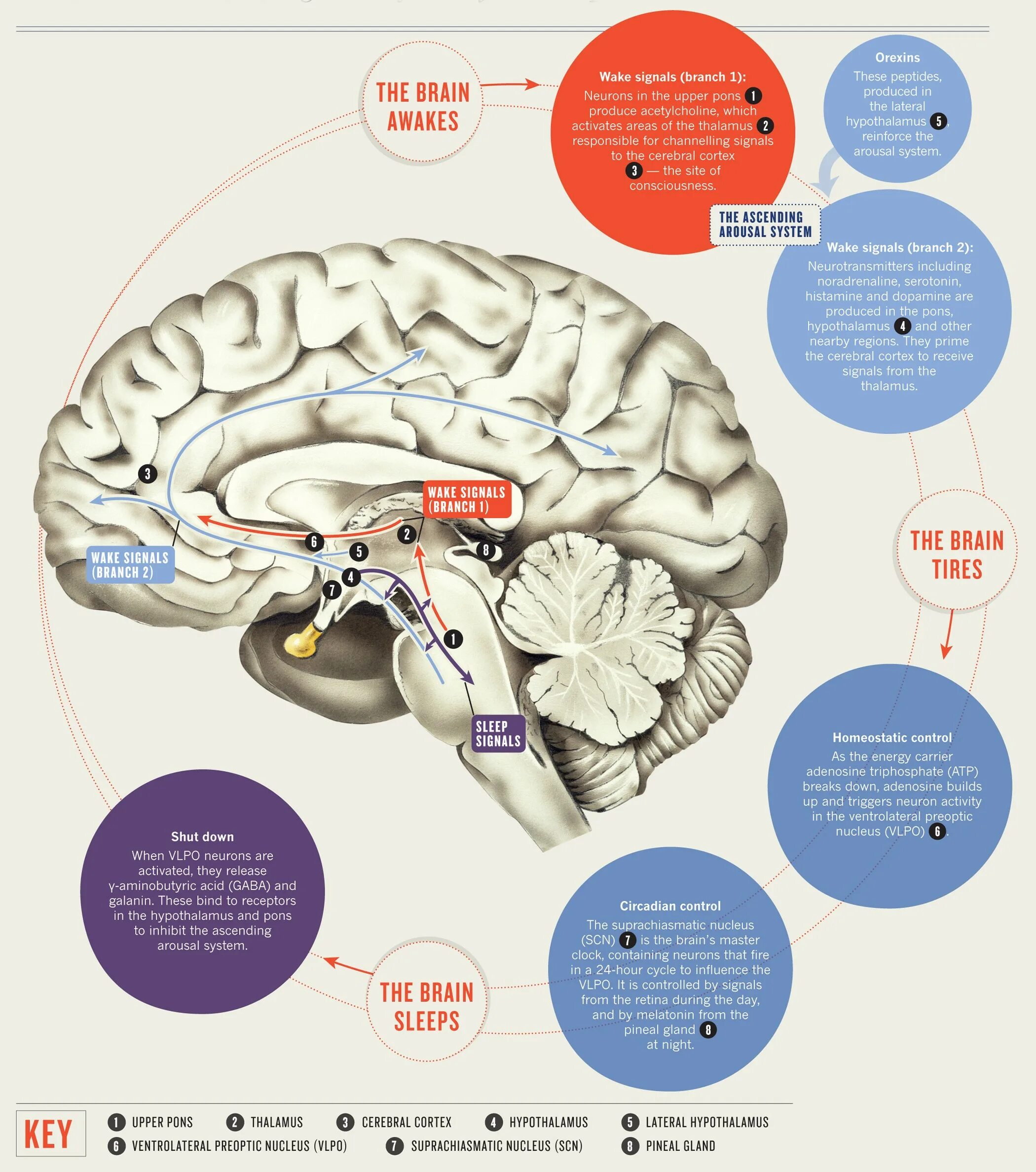 Sleeping brains