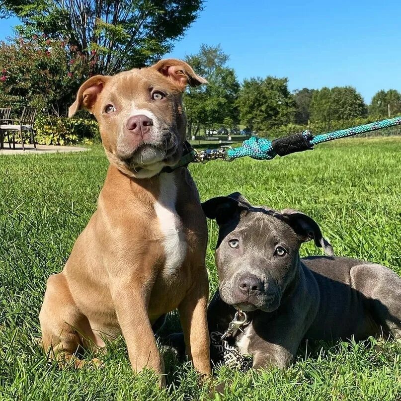 Питбуль команда. Порода кубинский питбуль. питбуль терье. немецкий питбультерьер. кубинский питбуль щенки.