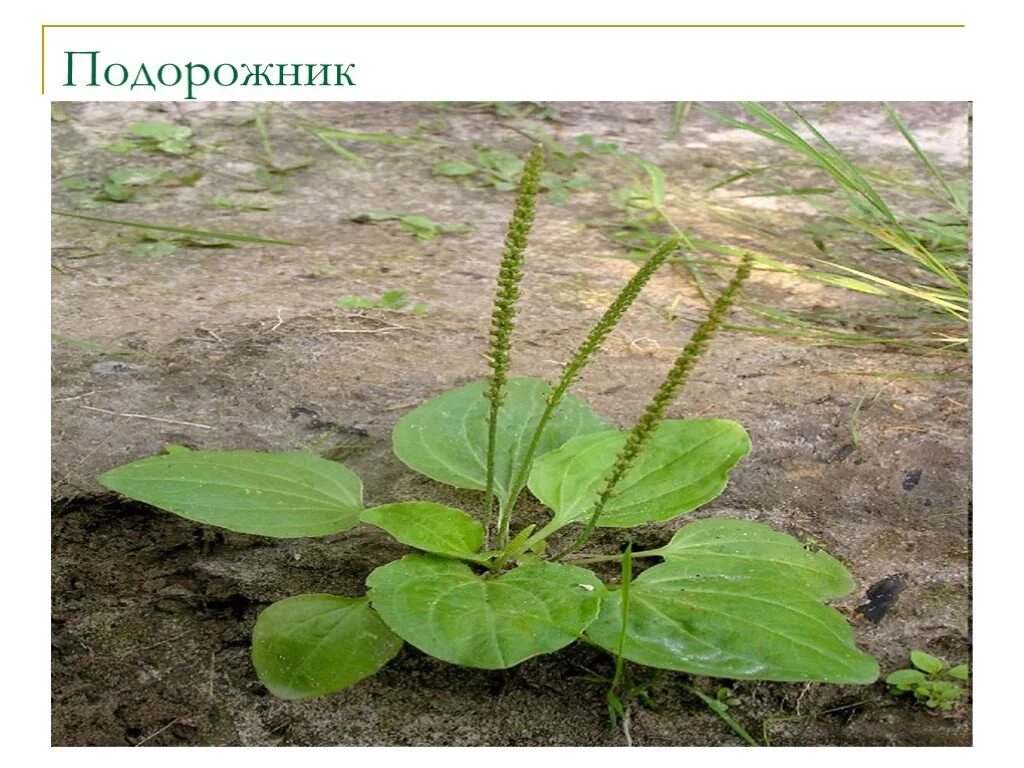 Подорожник лекарственное растение. Полезное растение подорожник. Подорожник лечебные свойства. Подорожник его свойства. Полезное растение подорожник.