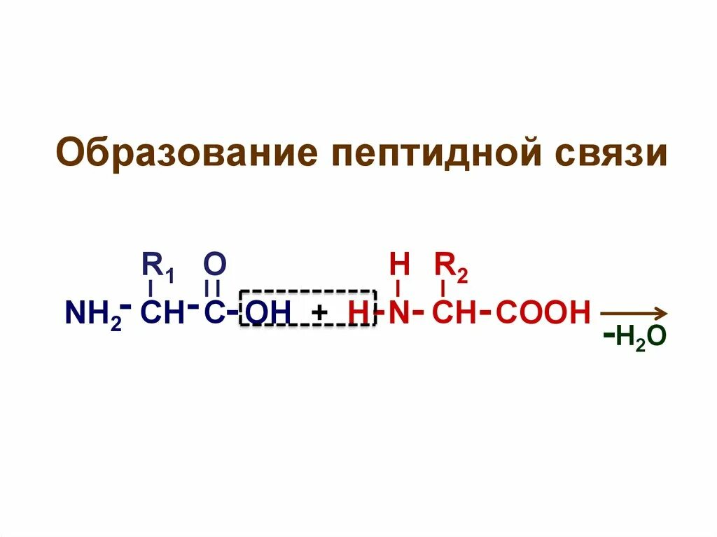 Образование первой пептидной связи. Схема образования пептидной связи биохимия. Пептидная связь химическая природа пептидной связи. Пептидная связь биохимия. Принцип формирования пептидной связи биохимия.