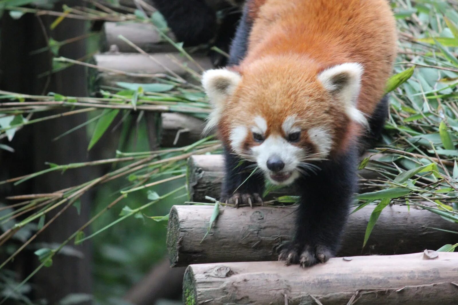 Мэй красная панда мультик. Панда енот. Красные панды травоядные. Оушен парк гонконг панды. Крвсрая падра в реальной жизни.