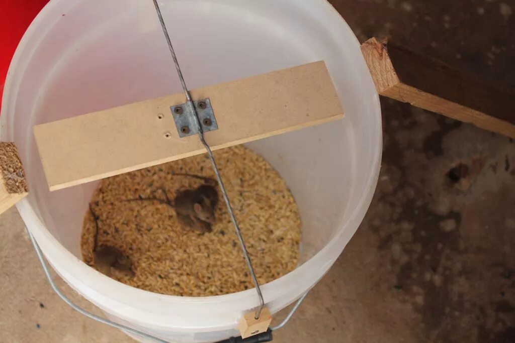नए प्रकार का माउस ट्रैप / Easy Mouse Trap/Mouse Trap Homemade Easy Saving Rat/To