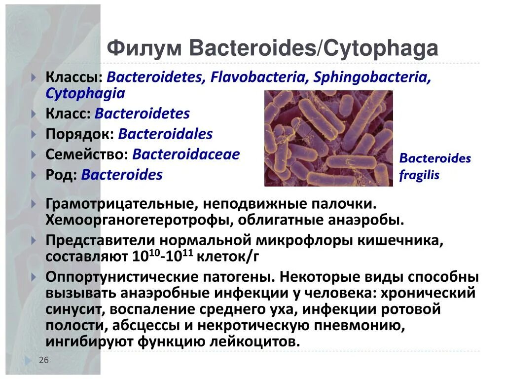 Bacteroides spp что это. Bacteroides fragilis антибиотики. bacteroides fragilis таксономия. бактерии фрагилис. бактероиды микробиология.