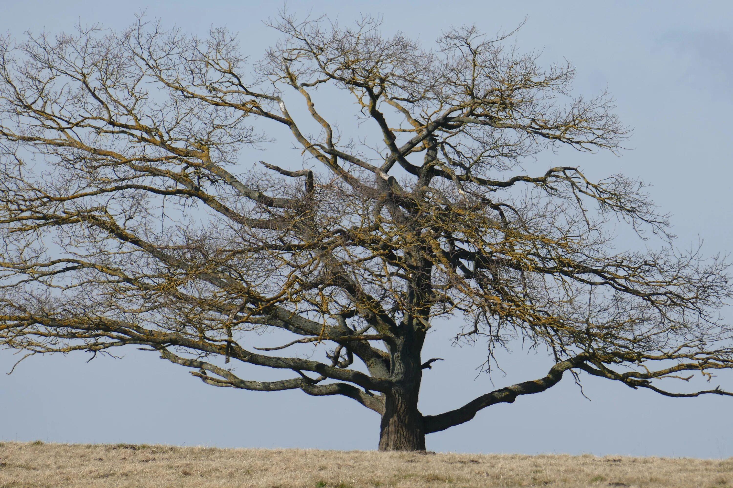 Trees in times