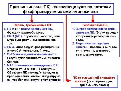 Протеинкиназа класс