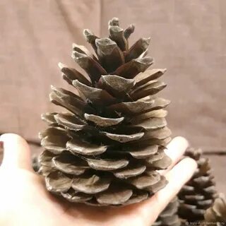 Высокая шишка