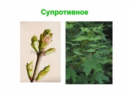 Ясень сидячий или черешковый